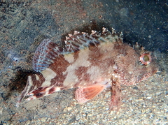 Scorpaena maderensis