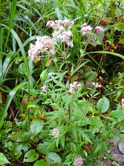 Eupatorium formosanum