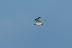 Chlidonias leucopterus