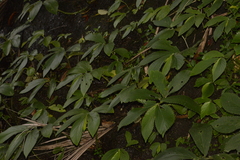 Elatostema reticulatum