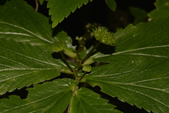 Elatostema reticulatum