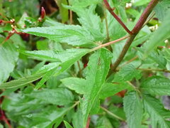 Eupatorium formosanum