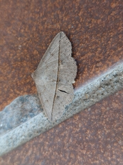 Ugia purpurea