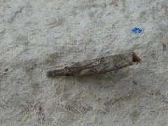 Neodactria luteolellus