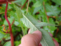 Eupatorium formosanum
