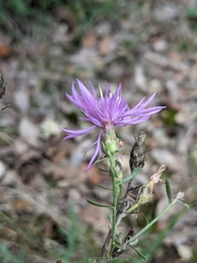 Centaurea paniculata