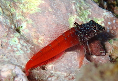 Tripterygion melanurus