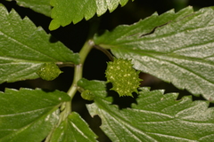 Elatostema reticulatum