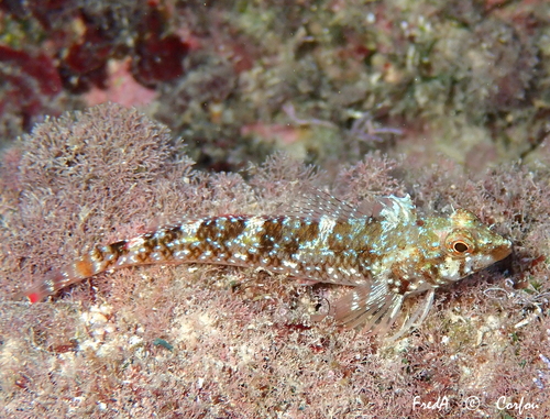 Red-black Triplefin, photo 4 of 7