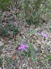 Centaurea paniculata