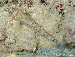 Gobius incognitus