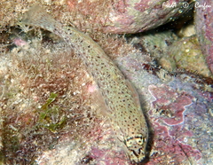 Gobius incognitus