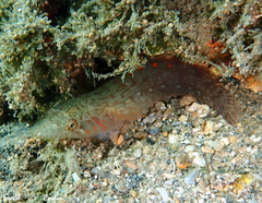 Lepadogaster candolii