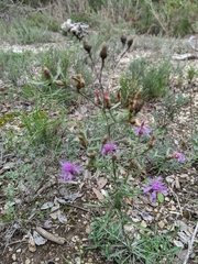 Centaurea paniculata