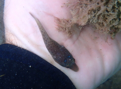 Lepadogaster lepadogaster