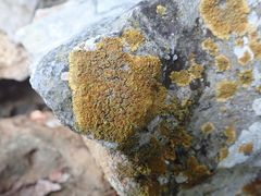 Variospora flavescens