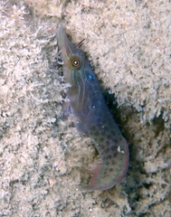 Lepadogaster lepadogaster