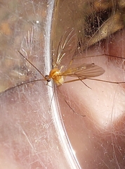 Sciaroidea