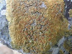 Variospora flavescens