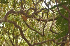 Dysoxylum pachyphyllum