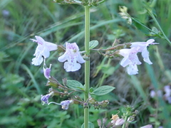 Clinopodium nepeta