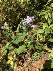 Symphyotrichum cordifolium