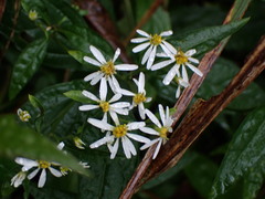 Aster taiwanensis