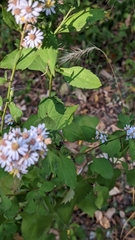 Symphyotrichum drummondii