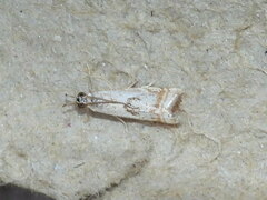 Microcrambus