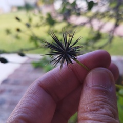 Bidens pilosa pilosa
