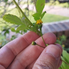 Bidens pilosa pilosa