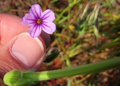 Erodium botrys
