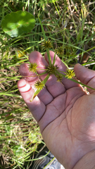 Cyperus croceus