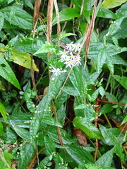 Aster taiwanensis