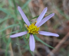 Galatella sedifolia