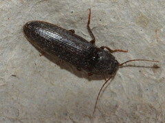 Hemicrepidius nemnonius