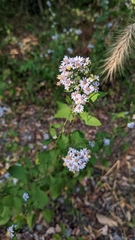 Symphyotrichum drummondii