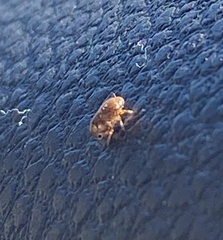 Clastoptera obtusa
