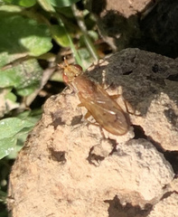 Tetanocera