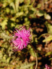 Carduus defloratus