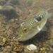 Fugu - Photo (c) H.T.Cheng, some rights reserved (CC BY-NC), uploaded by H.T.Cheng
