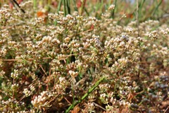 Adenogramma glomerata