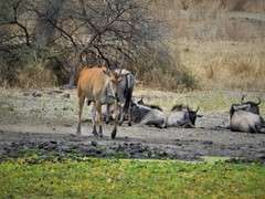 Tragelaphus oryx pattersonianus
