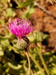 Carduus defloratus