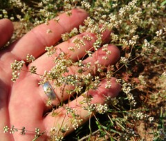 Adenogramma glomerata