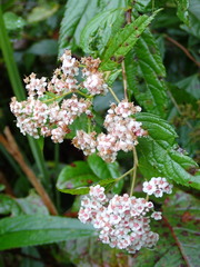 Spiraea formosana