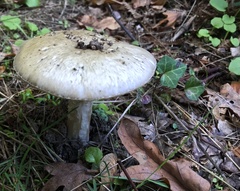 Amanita phalloides