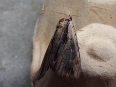 Catocala ultronia