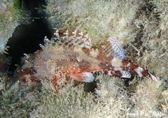 Scorpaena maderensis