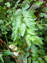 Spiraea formosana